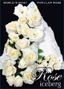 Picture of ROSE ICEBERG