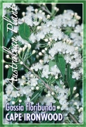 Picture of GOSSIA FLORIBUNDA CAPE IRONWOOD SYN AUSTROMYRTUS                                                                                                      