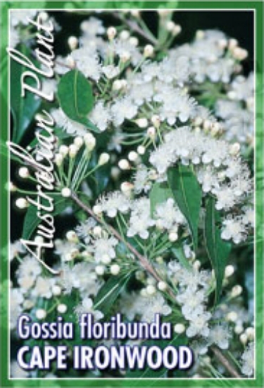 Picture of GOSSIA FLORIBUNDA CAPE IRONWOOD SYN AUSTROMYRTUS                                                                                                      