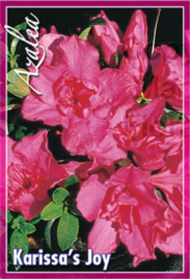 Picture of AZALEA KARISSAS JOY                                                                                                                                   