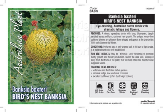 Picture of BANKSIA BAXTERI BIRDS NEST BANKSIA                                                                                                                    