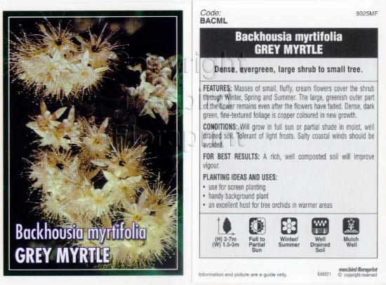 Picture of BACKHOUSIA MYRTIFOLIA GREY MYRTLE                                                                                                                     
