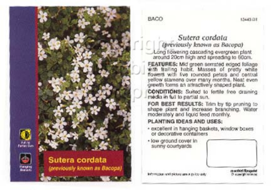 Picture of SUTERA CORDATA                                                                                                                                        