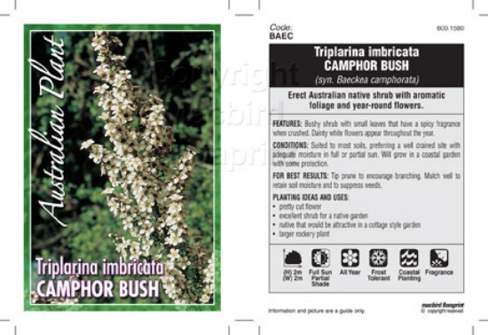 Picture of TRIPLARINA IMBRICATA CAMPHOR BUSH                                                                                                                     