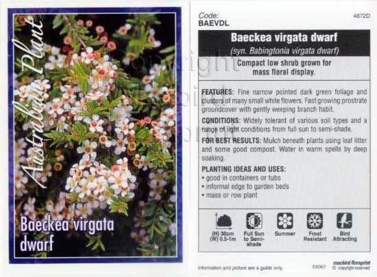 Picture of BAECKEA VIRGATA DWARF                                                                                                                                 