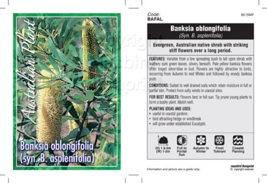 Picture of BANKSIA OBLONGIFOLIA SYN ASPLENIFOLIA                                                                                                                 