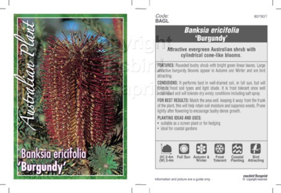 Picture of BANKSIA ERICIFOLIA BURGUNDY                                                                                                                           
