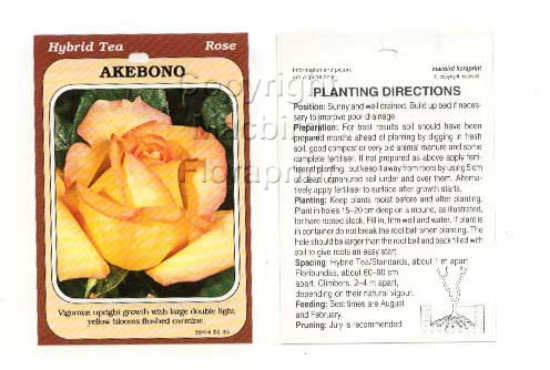 Picture of ROSE AKEBONO (HT)                                                                                                                                     