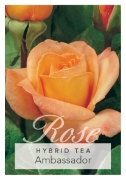 Picture of ROSE AMBASSADOR (HT)                                                                                                                                  