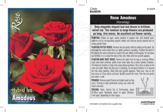 Picture of ROSE AMADEUS (HT)                                                                                                                                     