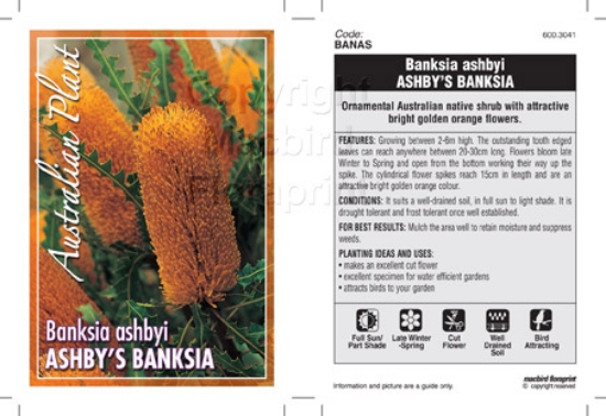 Picture of BANKSIA ASHBYI ASHBYS BANKSIA                                                                                                                         