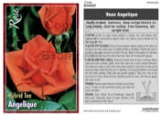 Picture of ROSE ANGELIQUE (HT)                                                                                                                                   