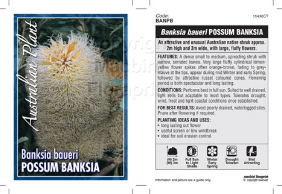 Picture of BANKSIA BAUERI POSSUM BANKSIA                                                                                                                         