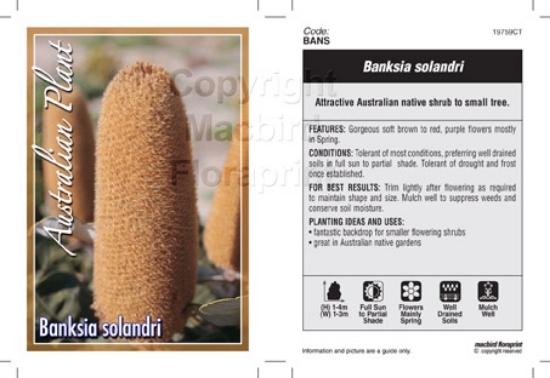 Picture of BANKSIA SOLANDRI                                                                                                                                      