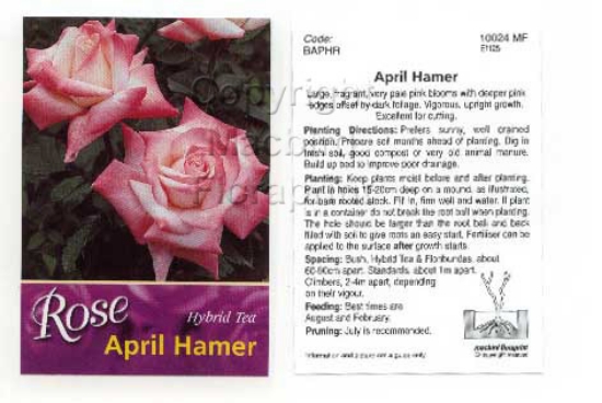 Picture of ROSE APRIL HAMER (HT)                                                                                                                                 