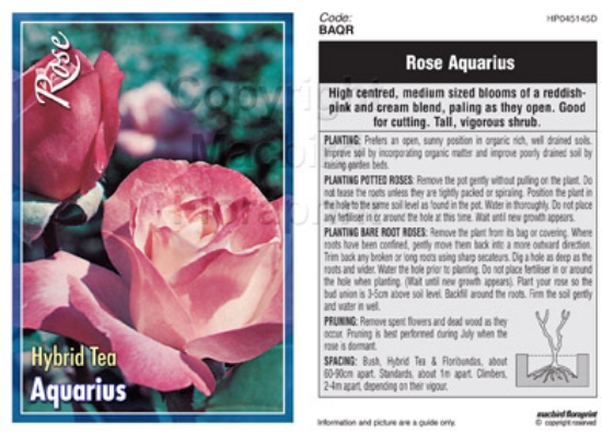 Picture of ROSE AQUARIUS (HT)                                                                                                                                    