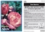 Picture of ROSE AQUARIUS (HT)                                                                                                                                    