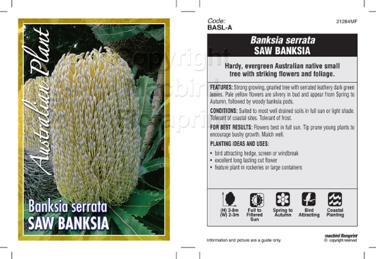 Picture of BANKSIA SERRATA SAW BANKSIA                                                                                                                           