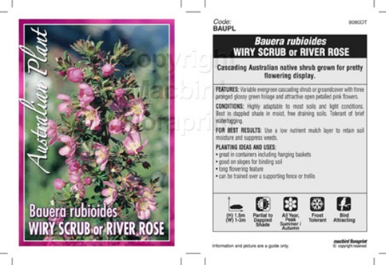 Picture of BAUERA RUBIOIDES WIRY SCRUB OR RIVER ROSE                                                                                                             