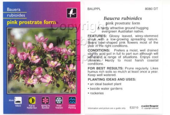 Picture of BAUERA RUBIOIDES PINK PROSTRATE FORM                                                                                                                  
