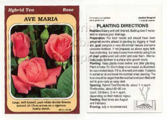 Picture of ROSE AVE MARIA (HT)                                                                                                                                   