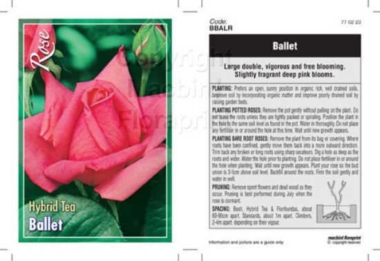 Picture of ROSE BALLET (HT)                                                                                                                                      