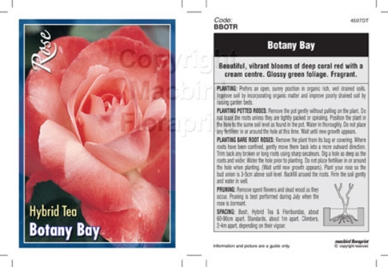Picture of ROSE BOTANY BAY (HT)                                                                                                                                  