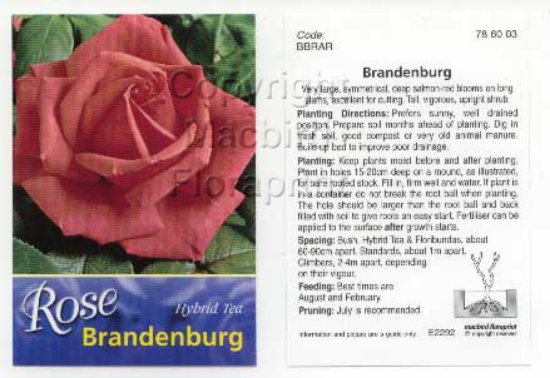 Picture of ROSE BRANDENBURG (HT)                                                                                                                                 