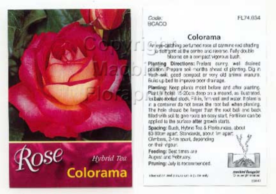 Picture of ROSE COLORAMA (HT)                                                                                                                                    