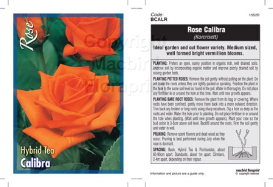 Picture of ROSE CALIBRA (HT)                                                                                                                                     