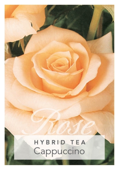 Picture of ROSE CAPPUCCINO (HT)                                                                                                                                  