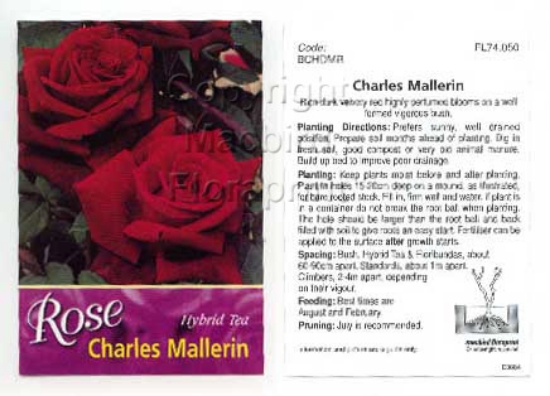Picture of ROSE CHARLES MALLERIN (HT)                                                                                                                            