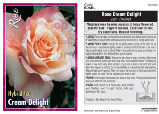 Picture of ROSE CREAM DELIGHT (SYN DARLING) (HT)                                                                                                                 