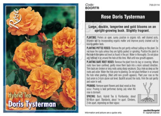 Picture of ROSE DORIS TYSTERMAN (HT)                                                                                                                             