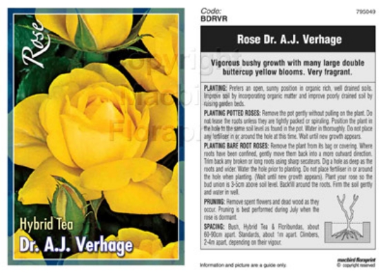 Picture of ROSE DR A J VERHAGE (HT)                                                                                                                              