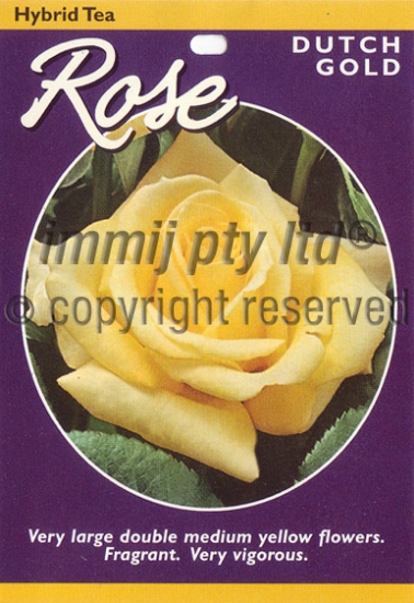Picture of ROSE DUTCH GOLD (HT)                                                                                                                                  