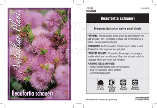 Picture of BEAUFORTIA SCHAUERI                                                                                                                                   