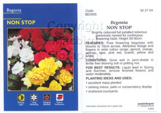 Picture of HOUSEPLANT BEGONIA NON STOP                                                                                                                           