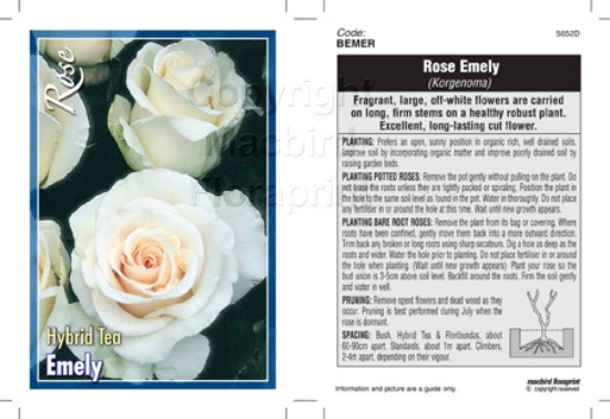 Picture of ROSE EMELY (HT)                                                                                                                                       