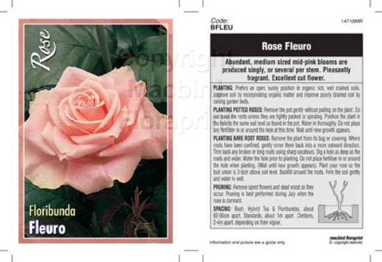 Picture of ROSE FLEURO (FL)                                                                                                                                      