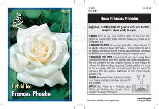 Picture of ROSE FRANCES PHOEBE (HT)                                                                                                                              