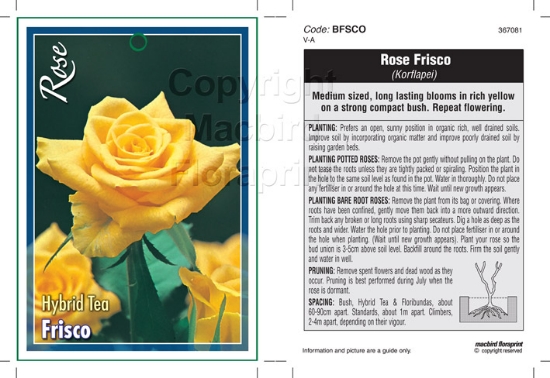 Picture of ROSE FRISCO (HT)                                                                                                                                      