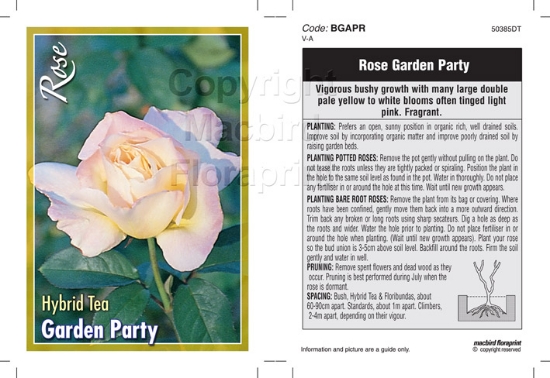 Picture of ROSE GARDEN PARTY (HT)                                                                                                                                