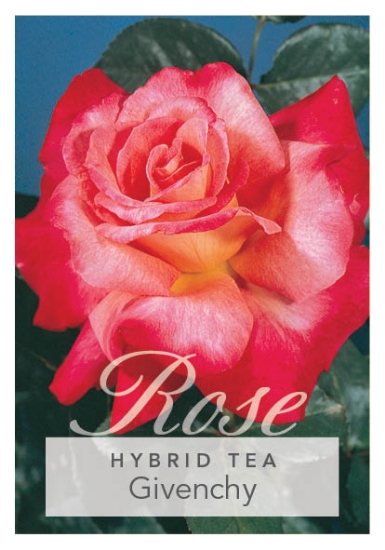 Picture of ROSE GIVENCHY (HT)                                                                                                                                    