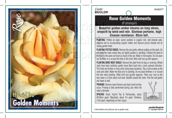 Picture of ROSE GOLDEN MOMENTS (HT)                                                                                                                              