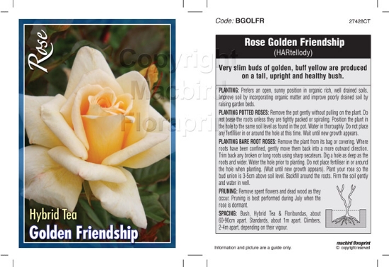 Picture of ROSE GOLDEN FRIENDSHIP (HT)                                                                                                                           
