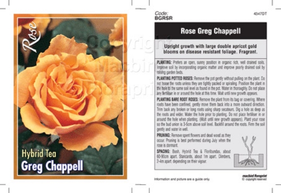 Picture of ROSE GREG CHAPELL (HT)                                                                                                                                