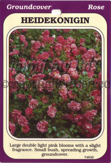 Picture of ROSE HEIDEKONIGIN (GROUNDCOVER)                                                                                                                       
