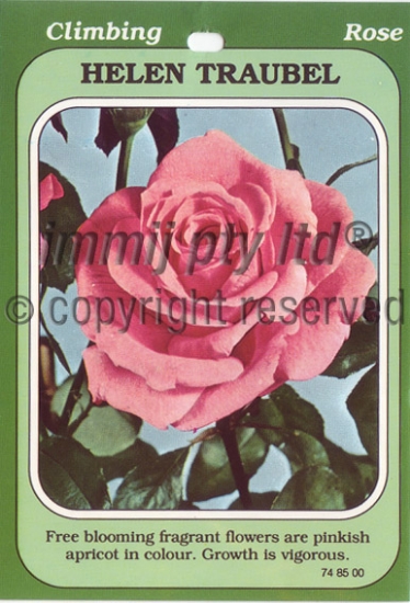 Picture of ROSE HELEN TRAUBEL (HT)                                                                                                                               