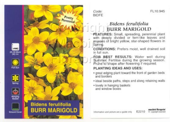 Picture of BIDENS FERULIFOLIA BURR MARIGOLD                                                                                                                      